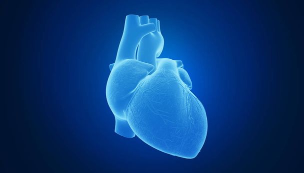 Цветной 3D рендеринг человеческого сердца
 - Фото, изображение