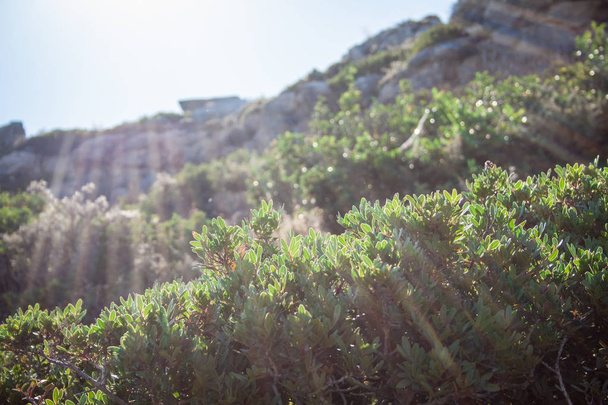 Средиземноморская флора маки на склоне холма
 - Фото, изображение