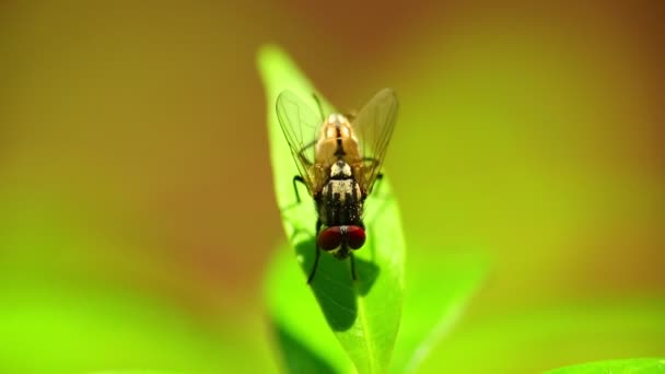 Insect gemeenschappelijke huisvlieg neergestreken op levendige groene blad loof, macro close-up statisch schot in HD. insecten close-up Fly Musca binnenlandse bokeh achtergrond. - Video
