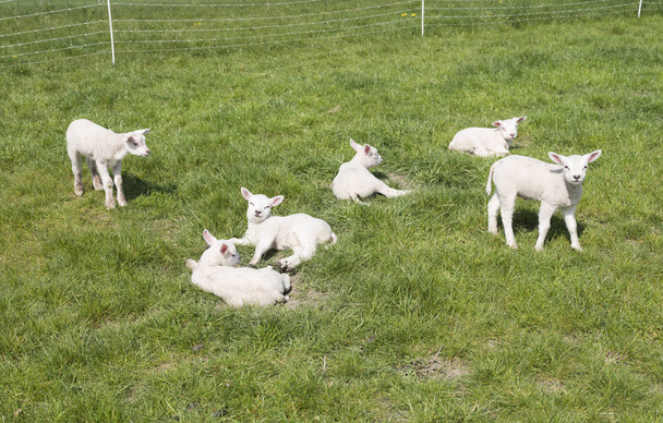pequeños corderos recién nacidos en prado verde en el soleado día de primavera
 - Foto, imagen