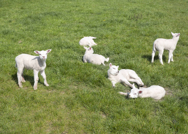 pequeños corderos recién nacidos en prado verde en el soleado día de primavera
 - Foto, imagen