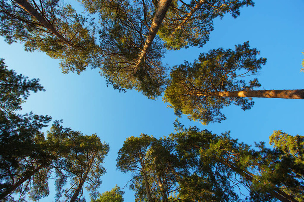 the autumn pine forest - Fotoğraf, Görsel