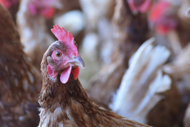 pohled na hnědá kuřata na zemědělské půdě  - Fotografie, Obrázek