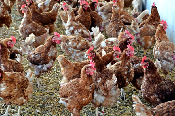 Blick auf braune Hühner auf Ackerland  - Foto, Bild