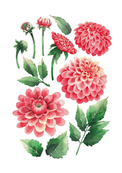 Akvarell csokor dáliák virágok és levelek - Fotó, kép
