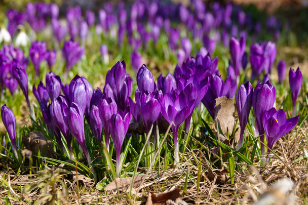Crocus, crochi plurali o croci è un genere di piante da fiore della famiglia delle iris.
. - Foto, immagini