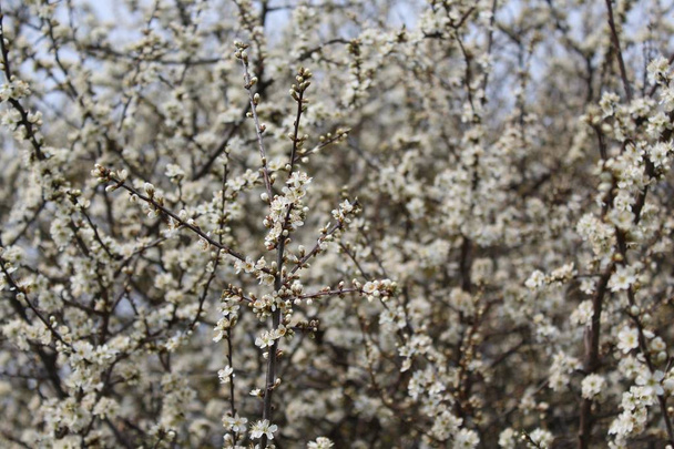 Білі квіти навесні
 - Фото, зображення