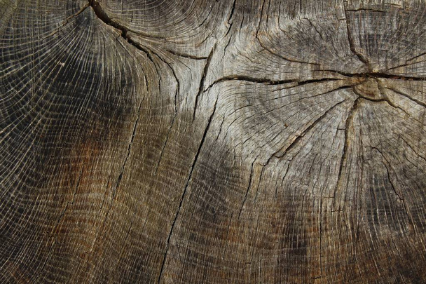 Bir ağaç gövdesinin yapısı - Fotoğraf, Görsel