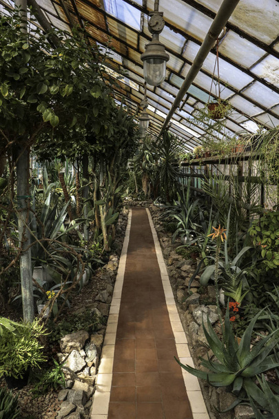 Cacti. Big plants. Greenhouse. Botanical garden with cacti. Flowers outside the window. Greenery. Cacti in large pots. alley in flowers, path in the garden - Photo, Image
