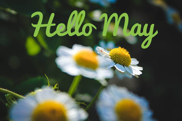 Banner hello may. Welcome picture. New month. Warm month. the month of May. Spring month. - Fotoğraf, Görsel
