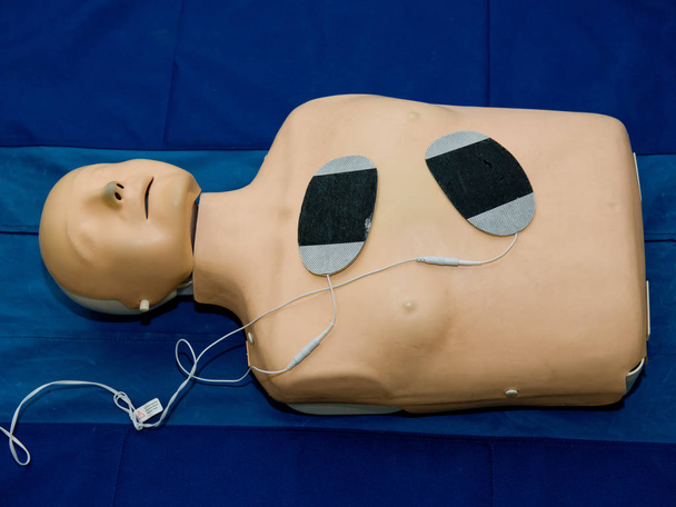 Realistic training simulator dummy mannequin doll for medical procedure, first aid, CPR, auscultation, etc. - 写真・画像
