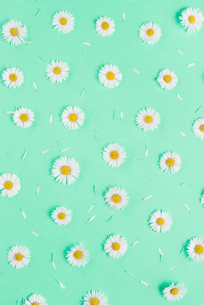 Flowers composition. Pattern made of chamomiles, petals on pastel green background. Spring, summer concept. Flat lay, top view, copy space - Fotografie, Obrázek