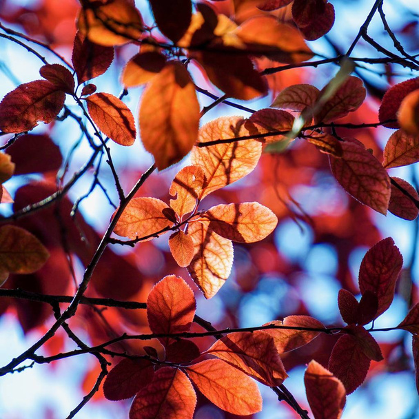                     листя червоного дерева навесні в природі
            - Фото, зображення