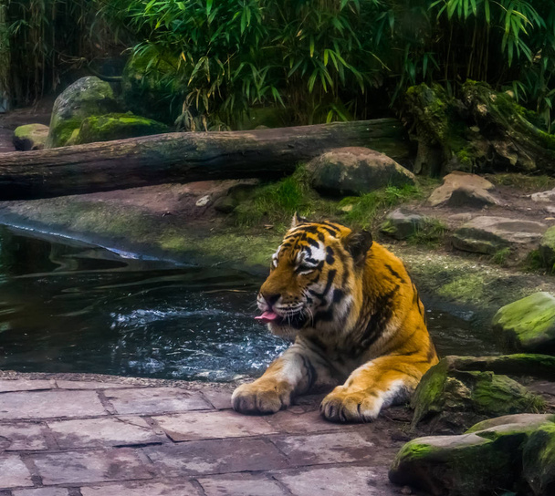 retrato de un tigre siberiano bañándose en el agua, tigre lavándose, comportamiento animal, especies animales en peligro de extinción - Foto, Imagen