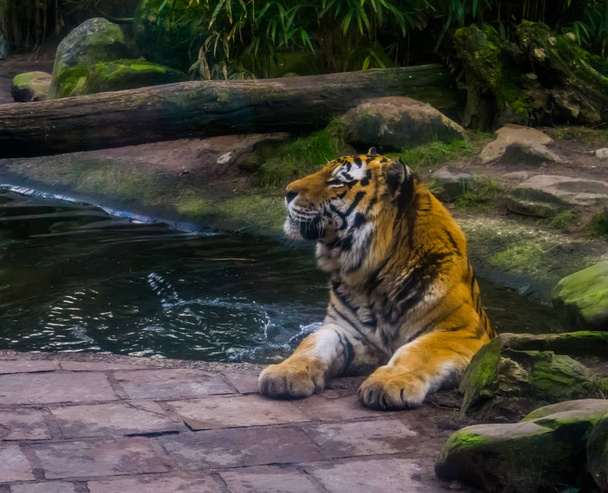 Gros plan d'un tigre sibérien jouissant d'un bain, mammifère baigneur, espèce animale en voie de disparition de Sibérie - Photo, image