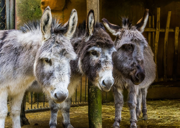 trois visages d'ânes miniatures en gros plan, drôle de portrait de famille animale, animaux de ferme populaires et animaux de compagnie - Photo, image