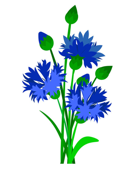 Branch of blue cornflowers. Vector illustration. - Vector, Image