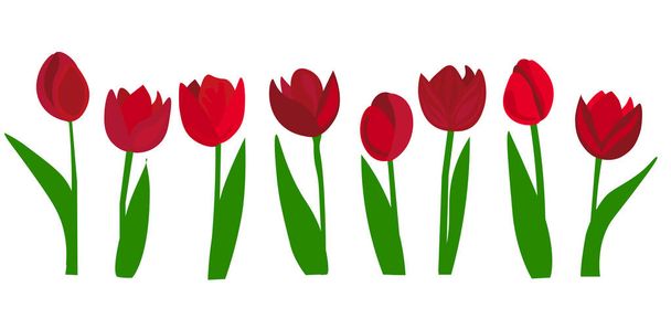 Realistické vektorové tulipány. Ani stopa. Prázdné pole pro návrh. Červené tulipány květiny na pozadí. - Vektor, obrázek