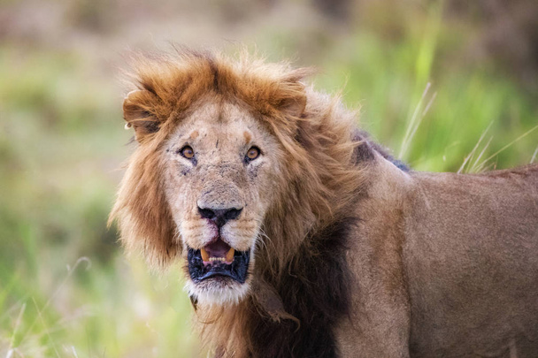 Lví Lev v Masai Mara, Keňa - Fotografie, Obrázek