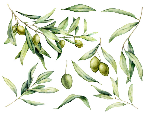Watercolor green olive, branch and leaves set. Hand painted floral illustration isolated on white background for design, print, fabric or background. - Foto, afbeelding