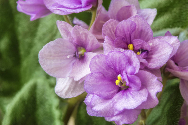 close up shot of violet flower on green leaf background - Foto, afbeelding