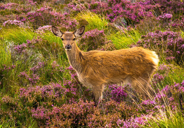Fiatal baby Deer a festői táj Skóciában - Fotó, kép