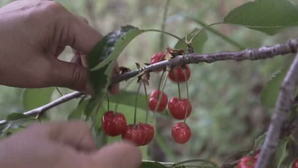 Vrouwelijke hand rippen uit rode rijpe kersen uit een boom - Video
