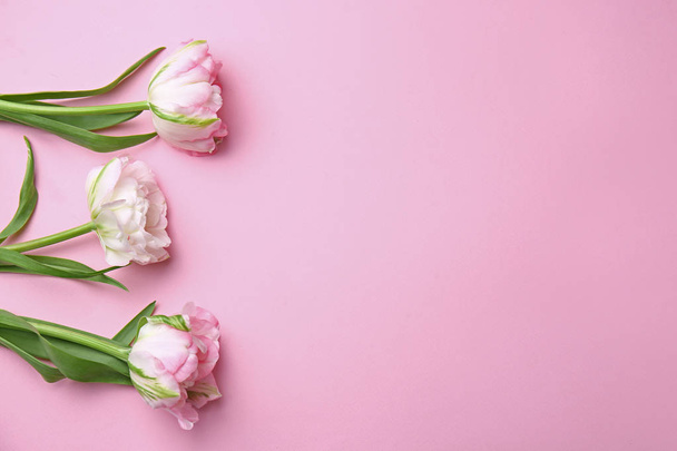 Красиві тюльпани на кольоровому фоні
 - Фото, зображення