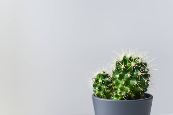 Cactus verde sobre fondo gris. Planta doméstica suculenta
 - Foto, Imagen