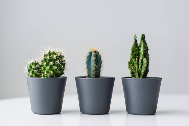 Trzy rodzaje zielonych kaktusów na szarym tle. Soczyste rośliny domowe - Zdjęcie, obraz
