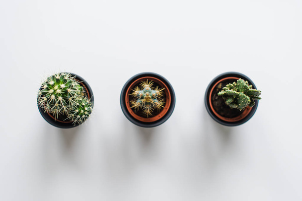 Tři druhy zelených kaktusů na šedém pozadí. Šťavnaté domácí zařízení - Fotografie, Obrázek