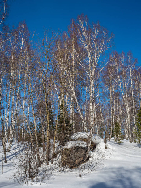 White birches in the winter forest on the background of bright blue sky with clouds in Altai, Russia - Foto, Bild