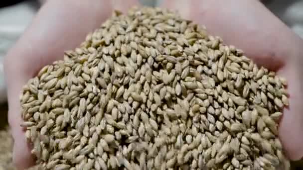 whole grains of malt in hands of man, close-up view, human is showing grist for camera - Imágenes, Vídeo