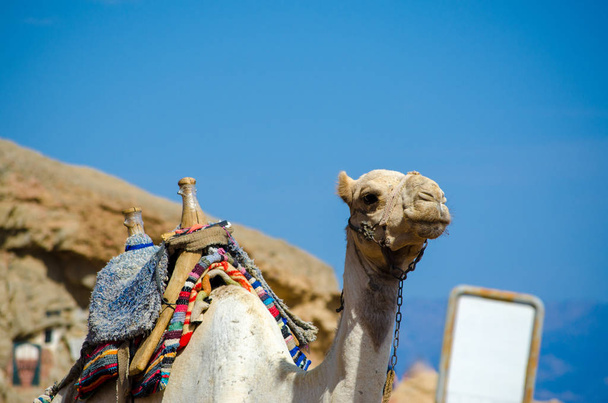 portrait of a camel with blank sign in Egypt Dahab South Sinai - 写真・画像