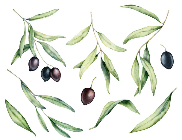 Watercolor black olive, branch and leaves set. Hand painted floral illustration isolated on white background for design, print, fabric or background. - Photo, Image