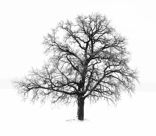 Foto en blanco y negro de árbol solitario sobre fondo blanco en estilo retro
 - Foto, imagen