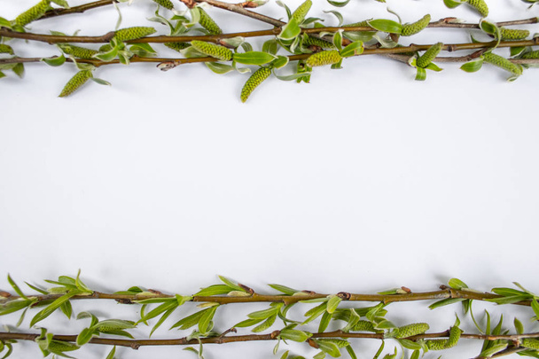grüne Zweige der Frühlingsweide auf weißem Hintergrund. Kopierraum in der Mitte für Ihren Text. - Foto, Bild