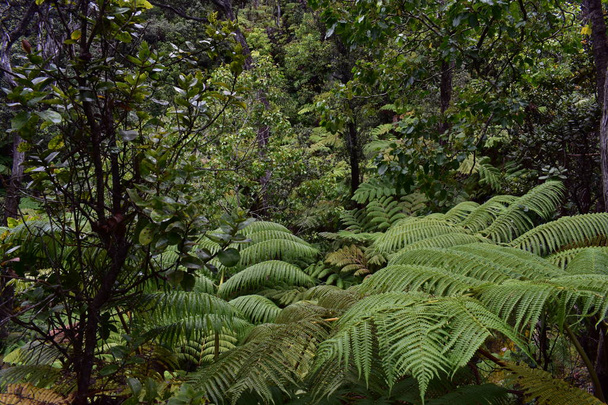 Blooming Plants in Jungle surrounded by green foliage after a light summer rain - Photo, Image