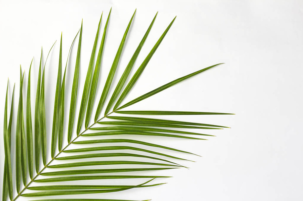 Tropical palm leaves on light background with copy space - Photo, Image
