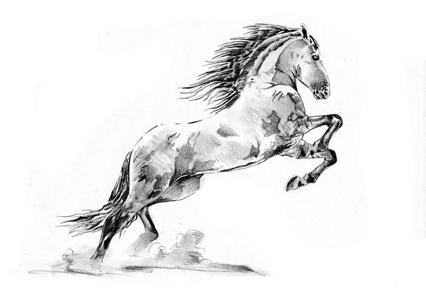 freehand horse head pencil drawing - Foto, Imagem