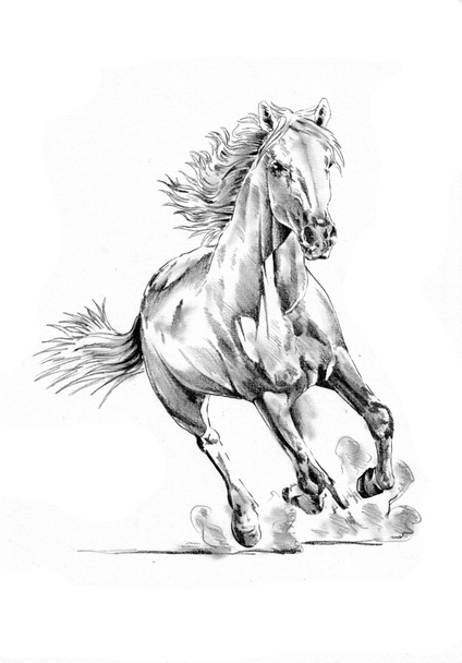 freehand horse head pencil drawing - Foto, Imagem