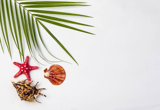 Tropické pozadí. Palmová větev s hvězdými rybami a mušle na bílém pozadí. Plochý byt, pohled shora, kopie prostoru - Fotografie, Obrázek