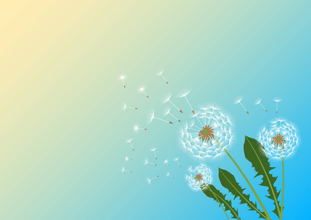 Dandelions with flying fluff on the blue sky and  sunlight background - Vector, Image
