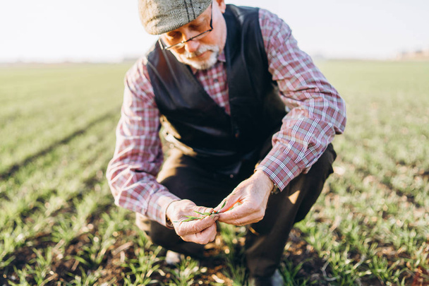 Adult farmer checking plants on his farm. - Photo, image