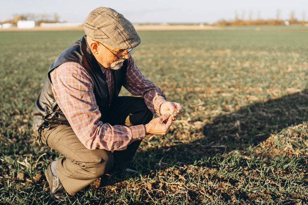 Adult farmer checking plants on his farm. - Foto, Imagen