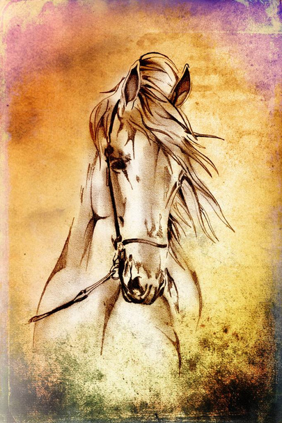illustration d'art tête de cheval à main levée
 - Photo, image