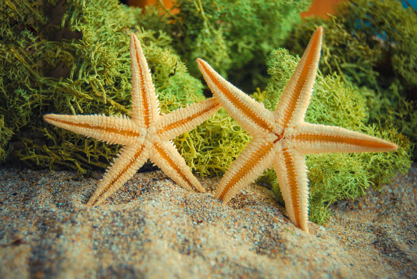 Closeup of starfishes on sandy beach at daytime  - Photo, Image
