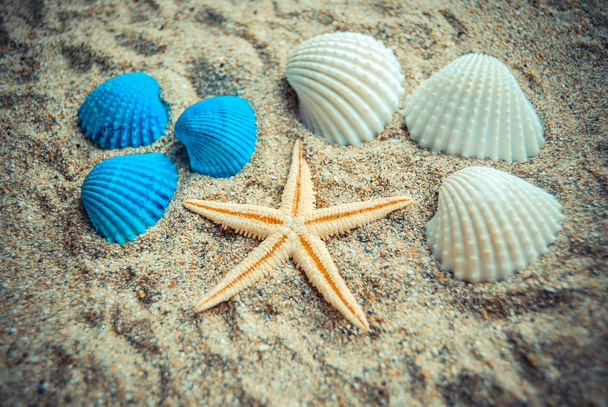 Closeup of starfish with shells on sandy beach at daytime  - Photo, Image