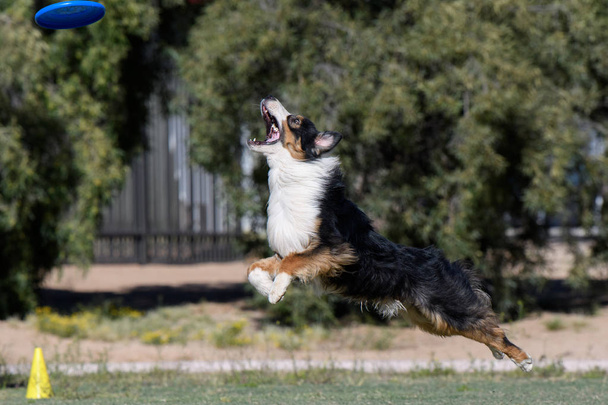 Австралийская овчарка в воздухе пытается поймать диск
 - Фото, изображение