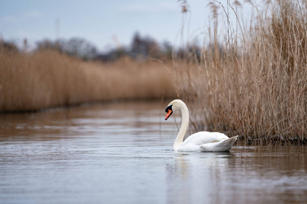 swan on the lake - Photo, Image